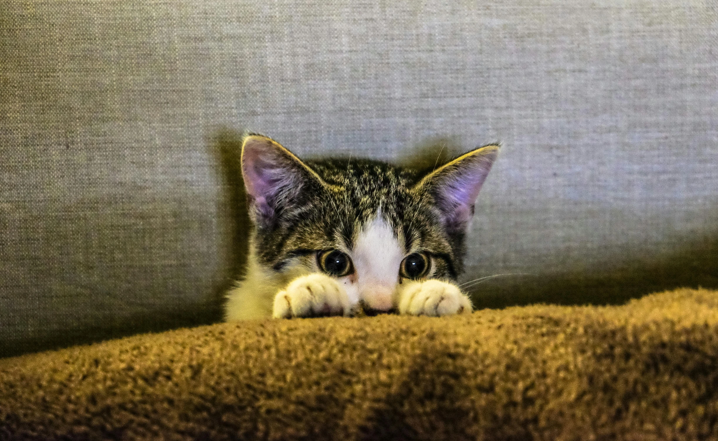 a close up of a cat laying on a couch, by Niko Henrichon, pexels, looking scared, hiding behind obstacles, hand over mouth, young and cute