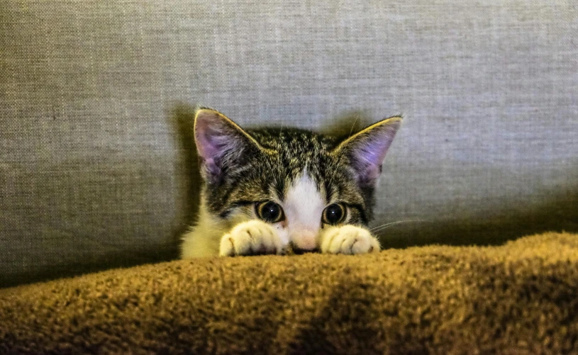 a close up of a cat laying on a couch, by Niko Henrichon, pexels, looking scared, hiding behind obstacles, hand over mouth, young and cute