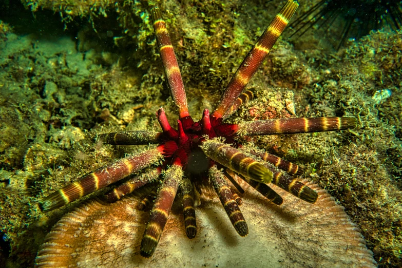 a red and yellow starfish sitting on top of a rock, giant centipede, 3 4 5 3 1, underwater photography, avatar image