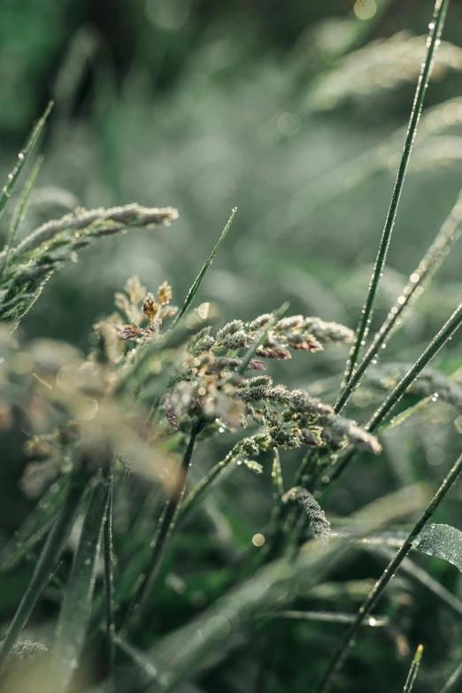 a close up of a bunch of tall grass, a macro photograph, by Adam Marczyński, trending on unsplash, renaissance, marijuana ) wet, swarming with insects, light grey mist, rows of lush crops