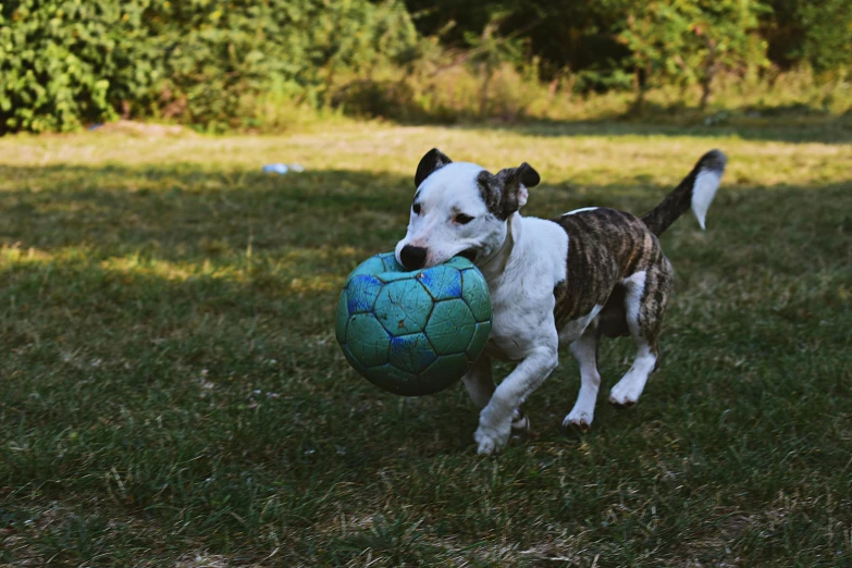 a dog running with a ball in its mouth, pexels contest winner, thumbnail, 15081959 21121991 01012000 4k, pitbull, soccer ball against her foot