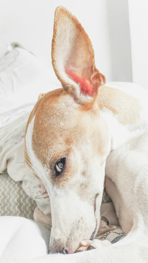 a brown and white dog laying on top of a bed, inspired by Elke Vogelsang, trending on pexels, dove in an ear canal, hairless, 15081959 21121991 01012000 4k, 33mm photo