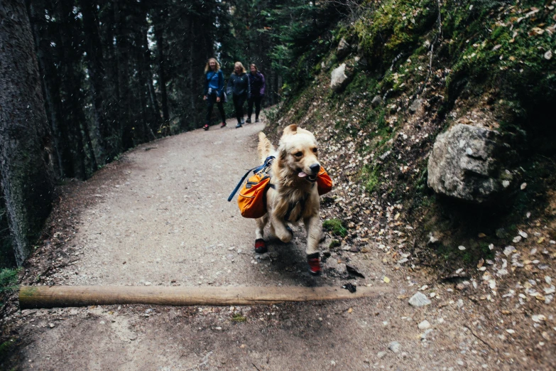 a dog carrying a backpack on a trail, pexels contest winner, banff national park, coming down the stairs, everyone having fun, bags on ground