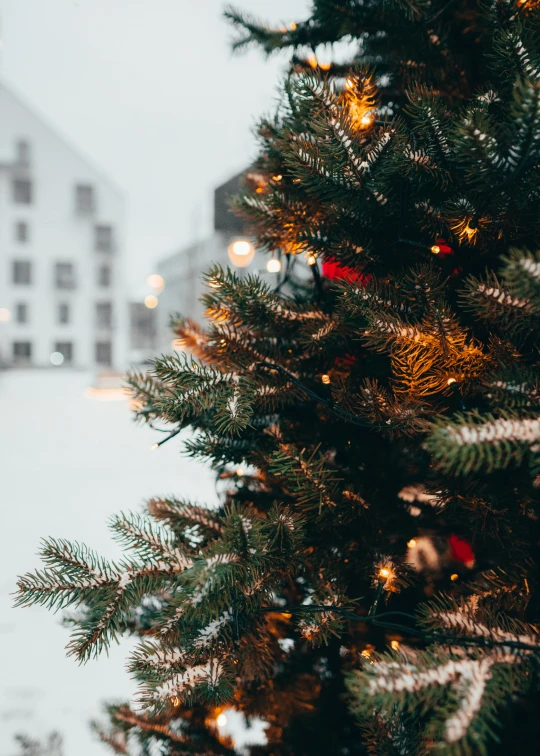 a christmas tree that is outside in the snow, pexels contest winner, zoomed out to show entire image, cozy lights, full product shot, stockphoto