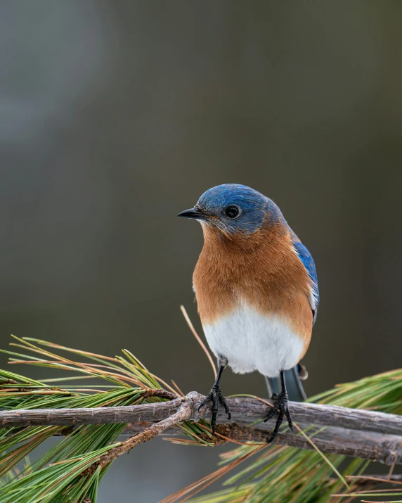 a blue and white bird sitting on top of a tree branch, boreal forest, 2022 photograph, slide show, lgbtq