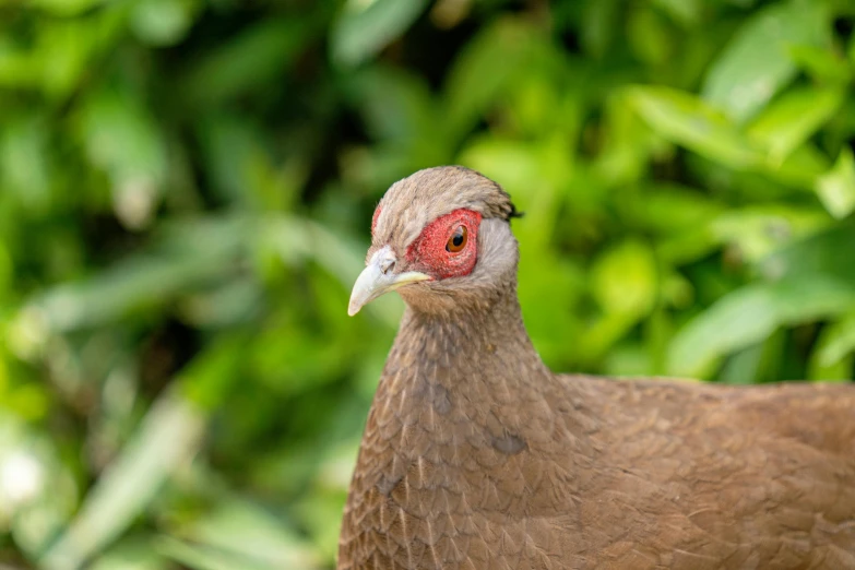 a close up of a bird with a red eye, shaven, head and full body view, shot with sony alpha, 🦩🪐🐞👩🏻🦳