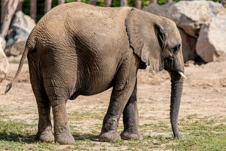 a large elephant standing on top of a grass covered field, pexels contest winner, hurufiyya, in the zoo exhibit, two legged with clawed feet, profile picture 1024px, brown