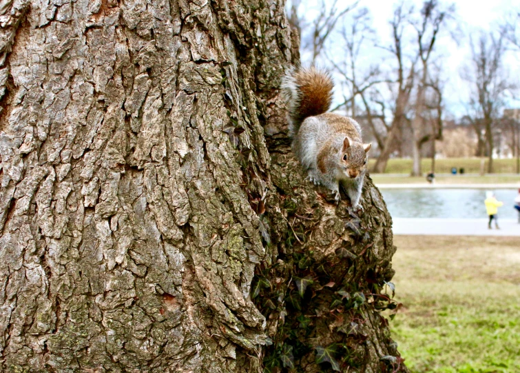 a squirrel sitting on top of a tree trunk, a photo, pexels, city park, around tree babies running, grain”