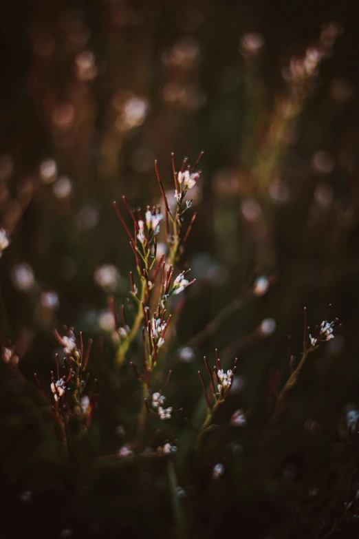 a bunch of small white flowers in a field, a picture, unsplash contest winner, tonalism, patches of red grass, hasselblad film bokeh, quixel megascans, dark sienna and white