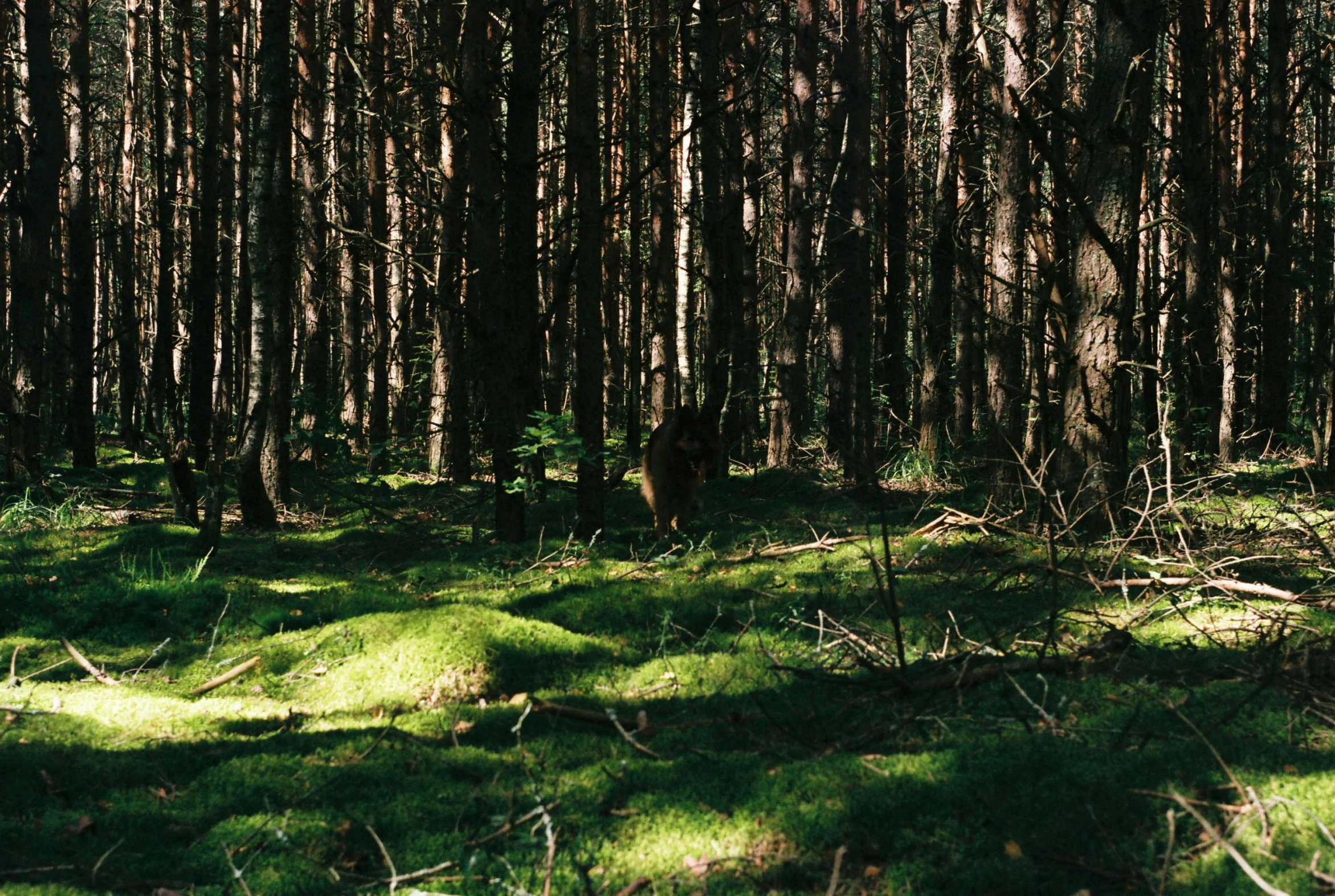 a forest filled with lots of green grass, an album cover, unsplash, agfa film, maxim shirkov, hunting, analogue photo