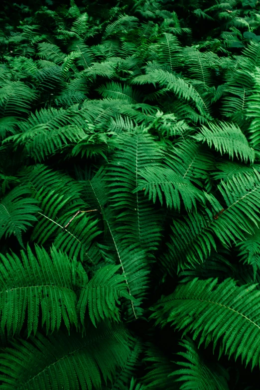 a forest filled with lots of green plants, an album cover, inspired by Elsa Bleda, trending on unsplash, fern, sustainable materials, rich vivid color, dynamic closeup