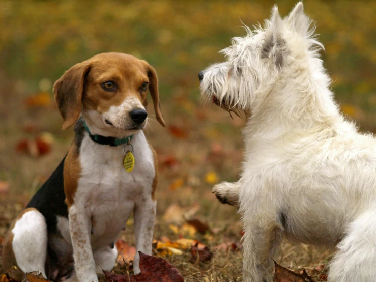 a couple of dogs standing next to each other, pixabay, visual art, multiple stories, fall season, fighting each other, getty images