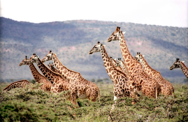 a herd of giraffe standing on top of a lush green field, pexels contest winner, hurufiyya, samburu, 🦩🪐🐞👩🏻🦳, luxury, carefully crafted