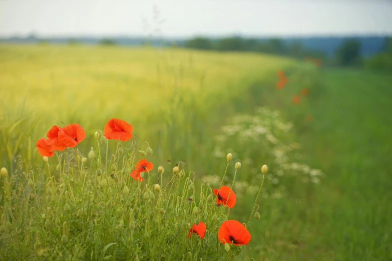 a field filled with lots of red flowers, by Jessie Algie, pexels contest winner, romanticism, green bright red, poppy, distant view, medium format. soft light