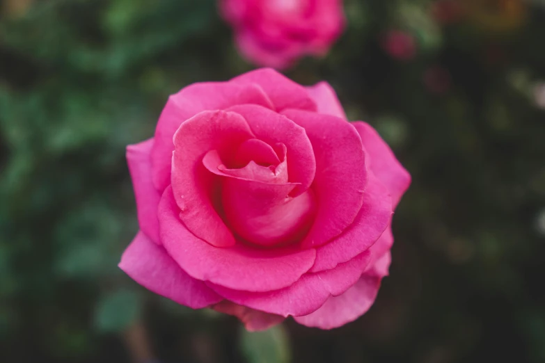 a close up of a pink rose blooming in a garden, pexels contest winner, paul barson, 8k 50mm iso 10, hot pink, frontal shot