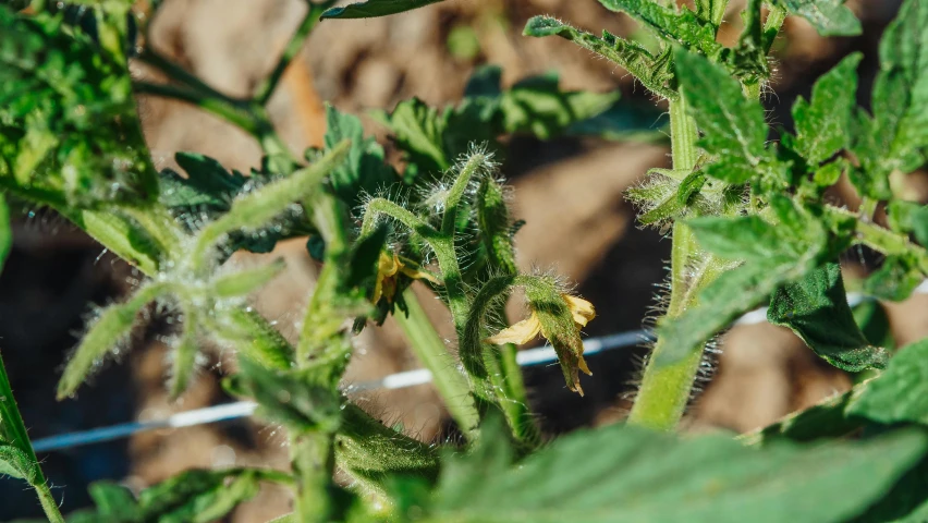 a close up of a plant with green leaves, tomato monster, sunfaded, wiry, high quality product image”