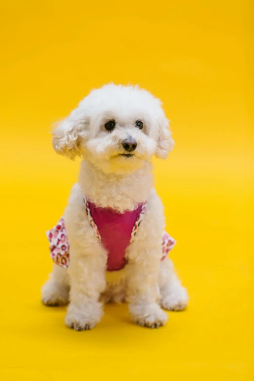 a small white dog sitting on a yellow surface, dressed in a pink dress, wearing pearl neon bikini, shot with sony alpha, dressed in a frilly ((lace))