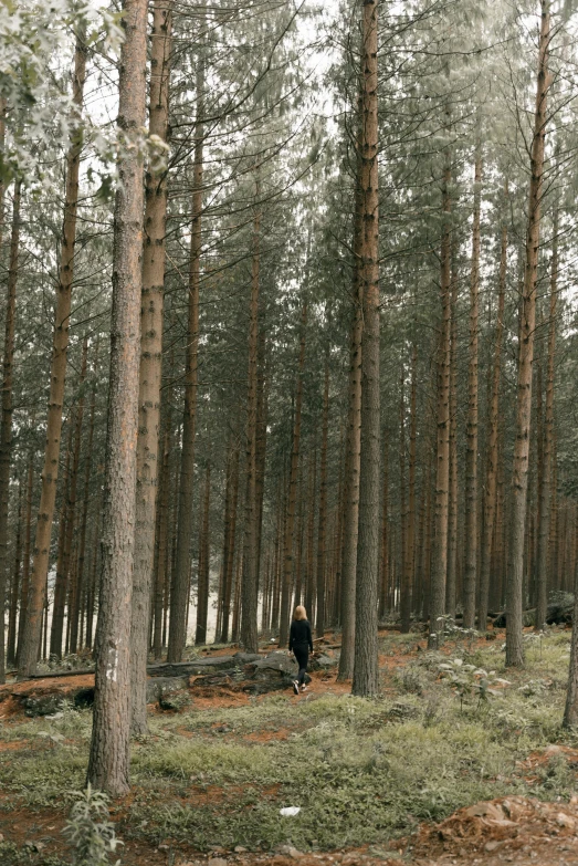 a person standing in the middle of a forest, espoo, ((trees)), walking away, multiple stories