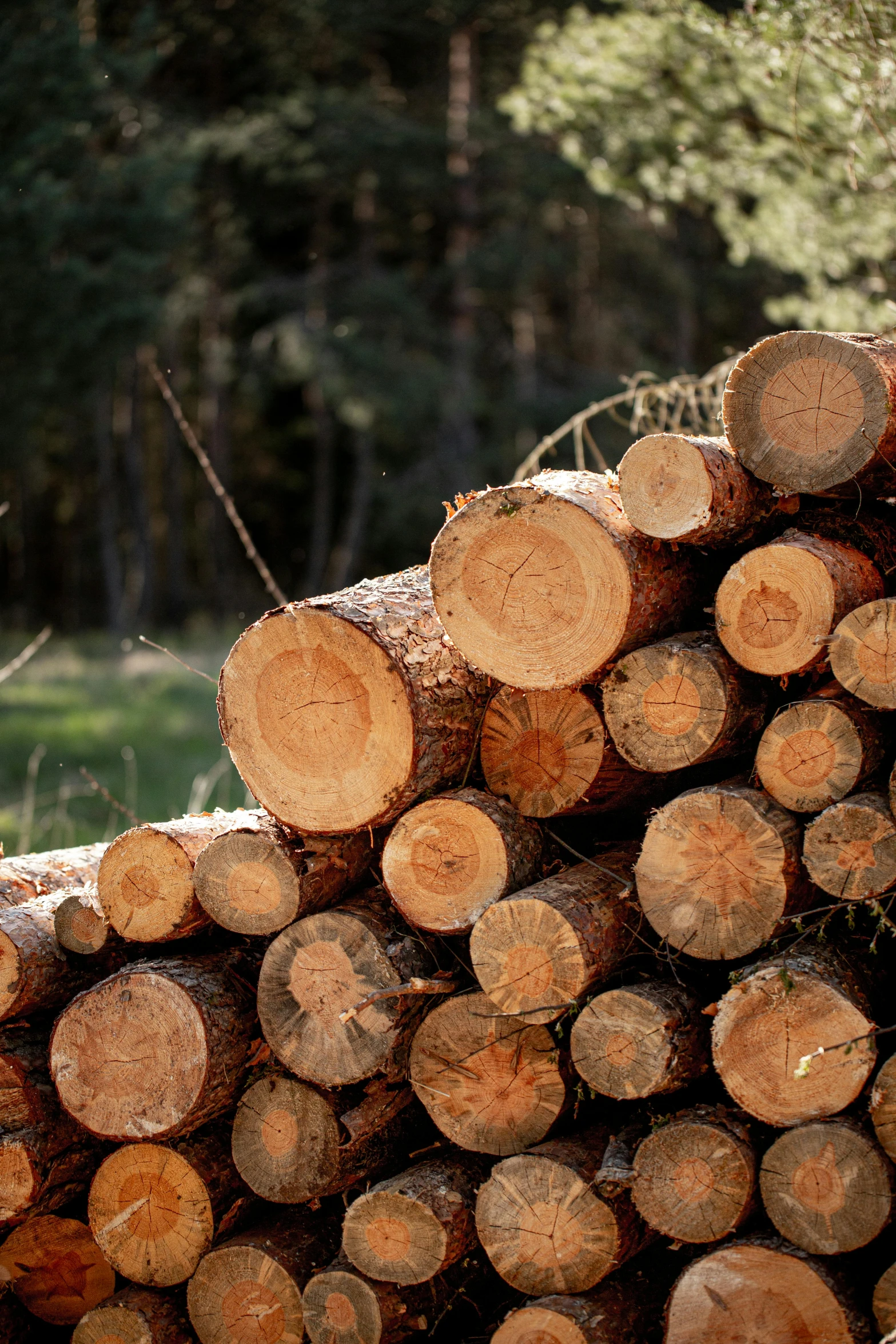 a pile of logs sitting in the middle of a forest, profile image