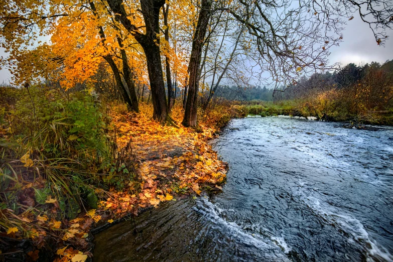 a river running through a lush green forest, a picture, by Jessie Algie, unsplash contest winner, red orange and yellow leaves, overcast weather, paul barson, thumbnail