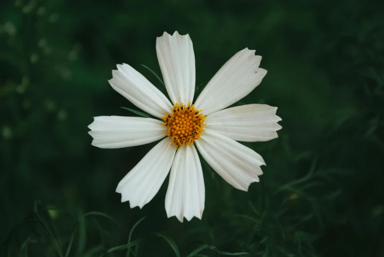 a white flower sitting on top of a lush green field, pexels contest winner, miniature cosmos, perfect symmetry, yellowed, medium format