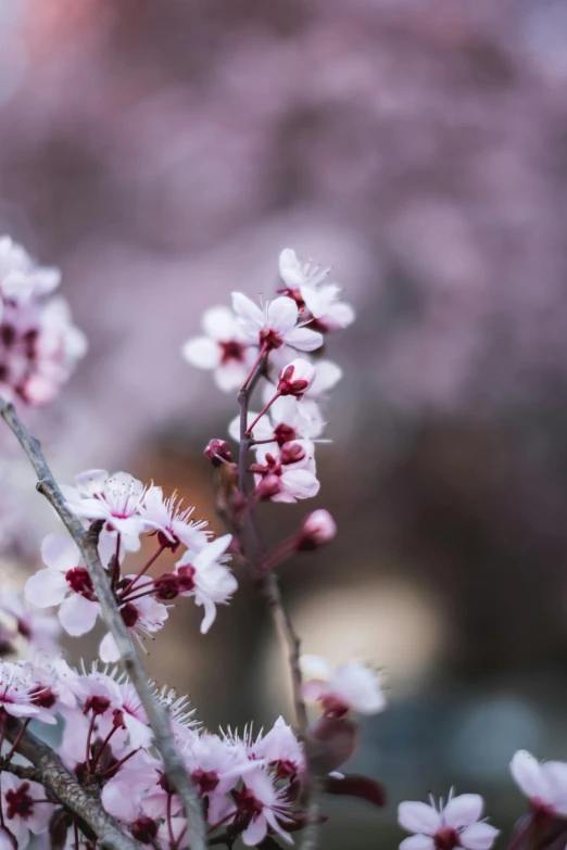 a close up of a bunch of flowers on a tree, inspired by Maruyama Ōkyo, trending on unsplash, paul barson, medium format, early spring, maroon
