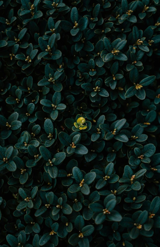 a yellow flower sitting on top of a green plant, inspired by Elsa Bleda, unsplash contest winner, bird's eye overhead shot, dark green, hedge, trees growing on its body