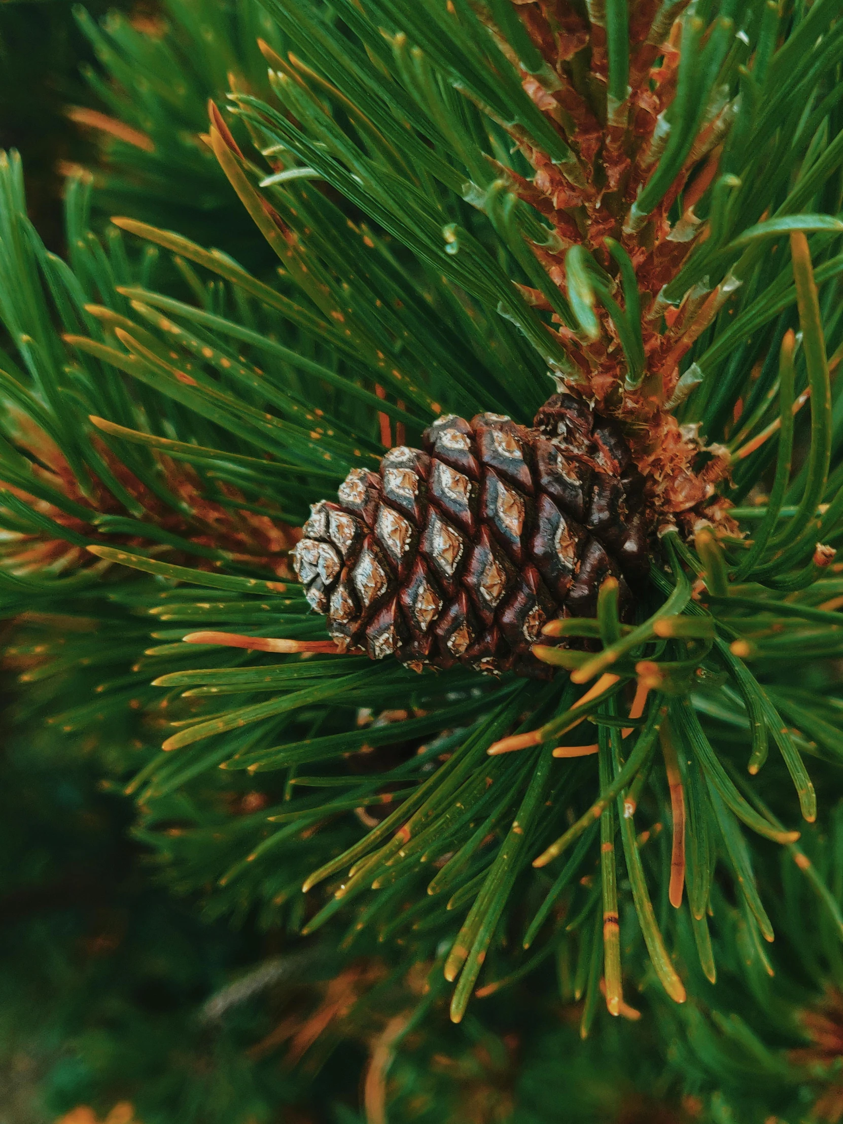 a pine tree with a pine cone on it, profile image