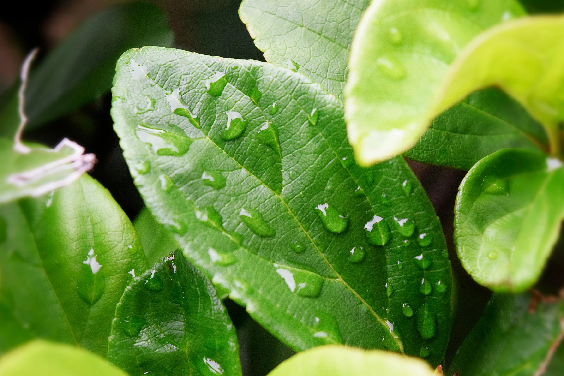 a close up of a leaf with water droplets on it, by Jan Rustem, unsplash, nothofagus, tropical houseplants, natural realistic render, lush vista