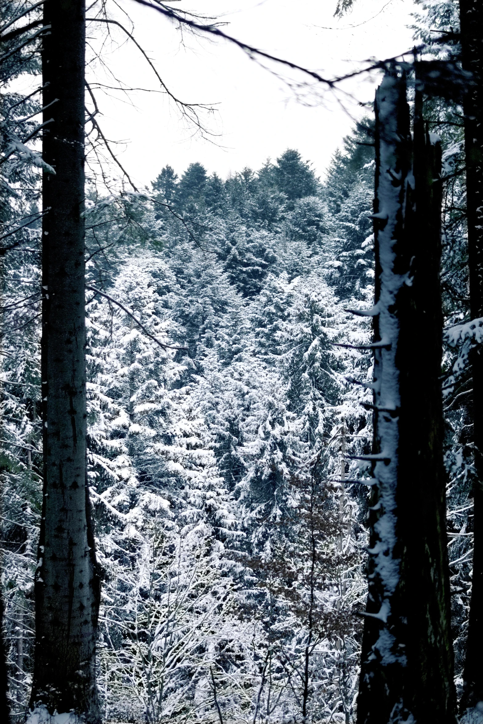 a forest filled with lots of trees covered in snow, slide show, ((trees)), towering over your view, high def