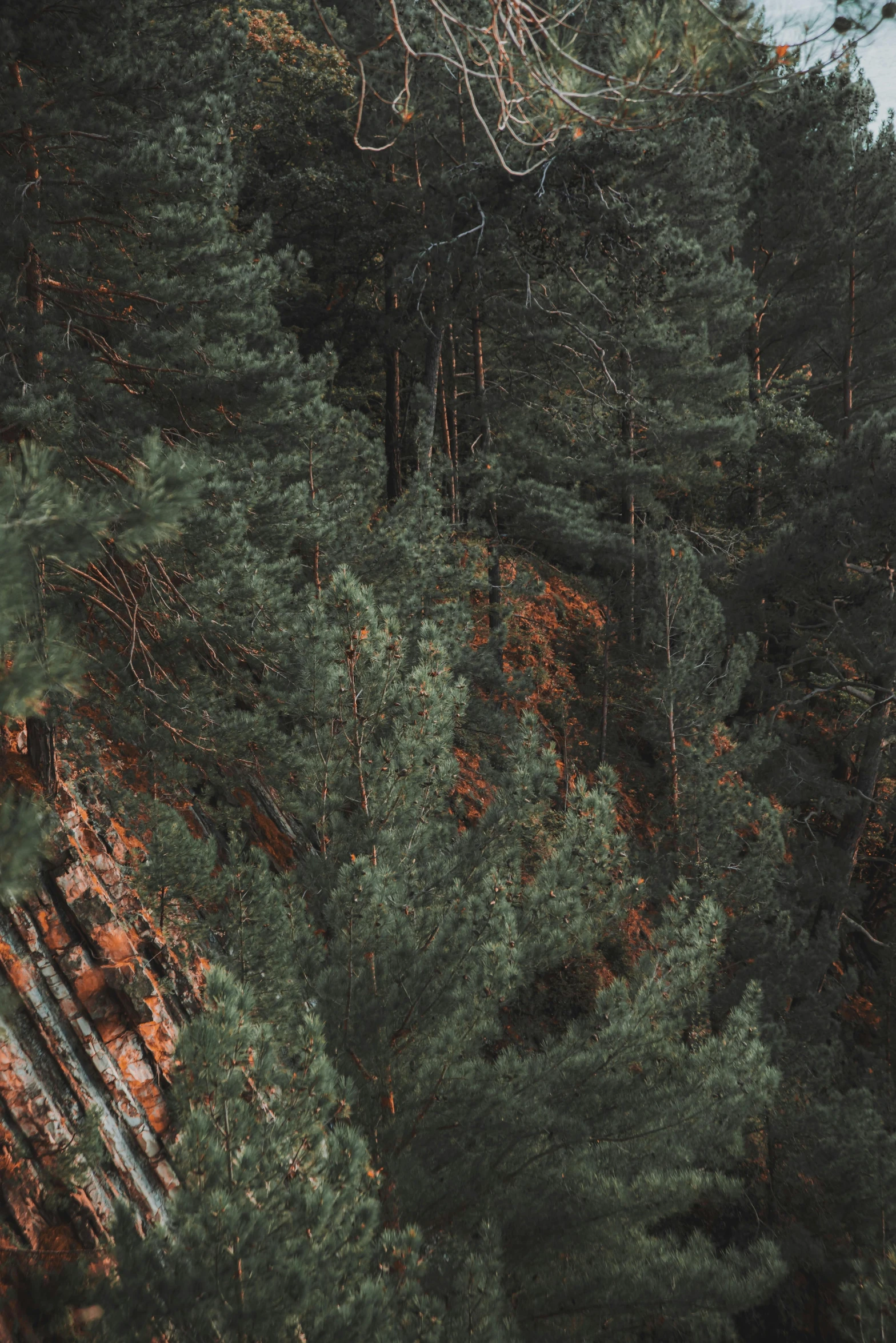 a train traveling through a lush green forest, inspired by Elsa Bleda, unsplash contest winner, dark grey and orange colours, looking down a cliff, pine color scheme, portrait of tall