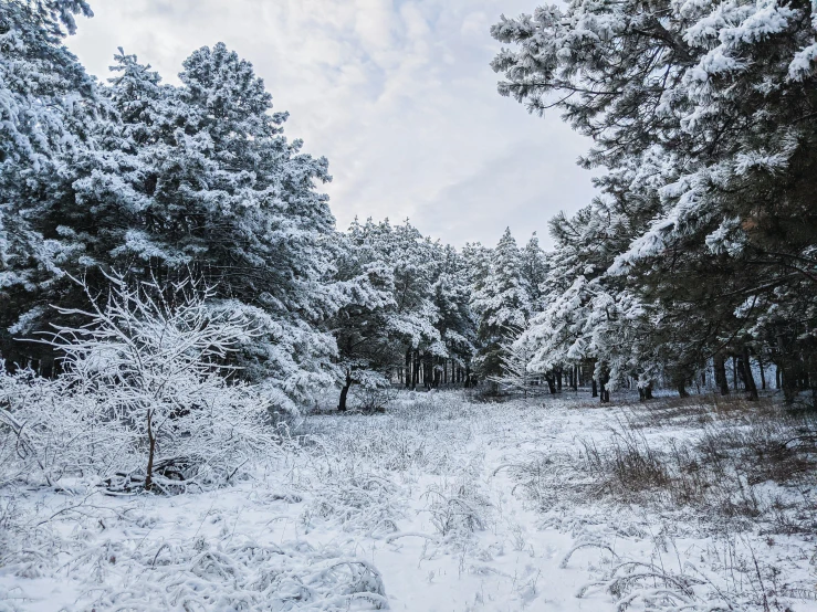a forest filled with lots of snow covered trees, inspired by Ivan Shishkin, unsplash contest winner, snowy plains, 8k resolution”, today\'s featured photograph 4k, forest plains of yorkshire