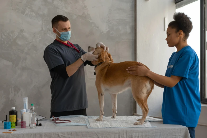 a man standing next to a brown dog on a table, surgery, hoang lap, full body 8k, multiple stories