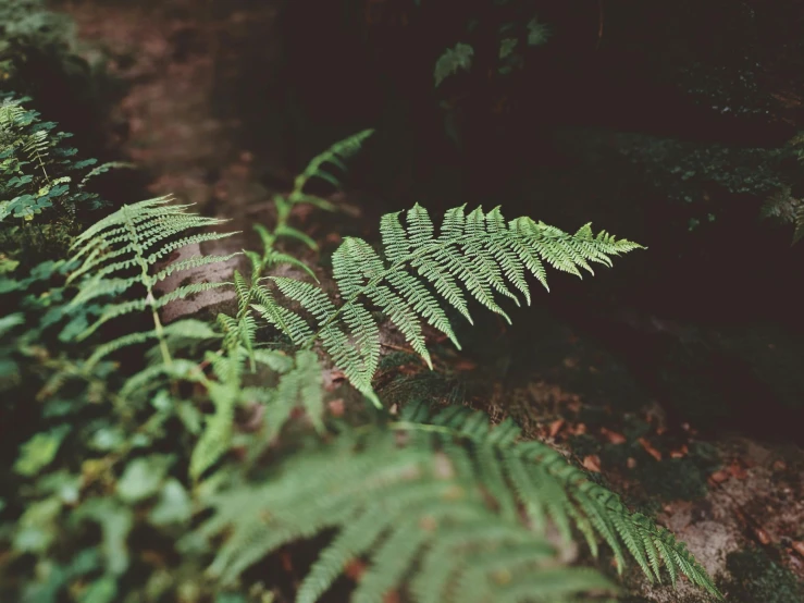 a plant that is growing out of the ground, an album cover, inspired by Elsa Bleda, unsplash, australian tonalism, ferns, forest picnic, medium format, low depth field