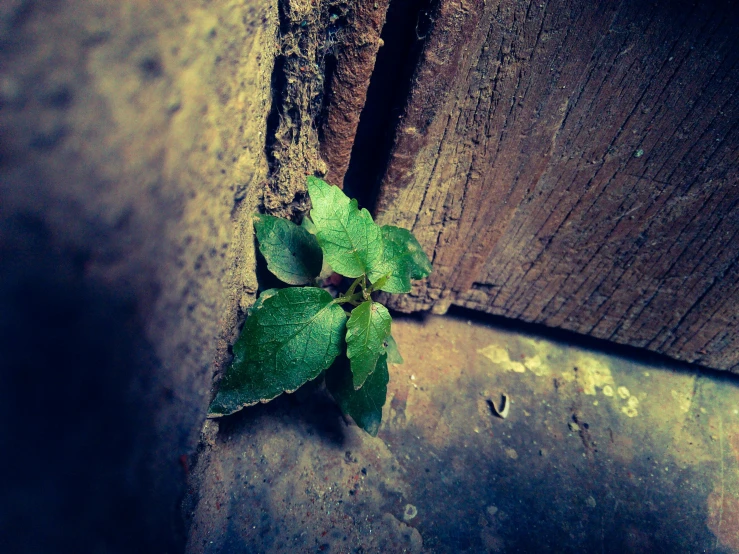 a small plant growing out of a crack in a wall, a picture, inspired by Elsa Bleda, poison ivy, instagram photo, a wooden, ((sharp focus))