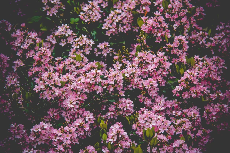 a bush of pink flowers with green leaves, by Carey Morris, unsplash, flattened, alessio albi, gardening, sakura bloomimg