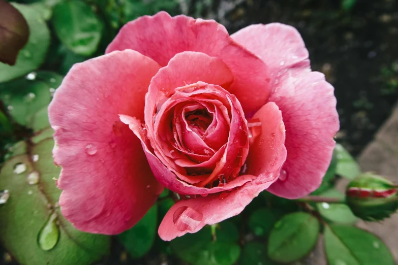 a close up of a pink rose with water droplets, by Robbie Trevino, pexels contest winner, instagram post, slight overcast weather, a high angle shot, celebration