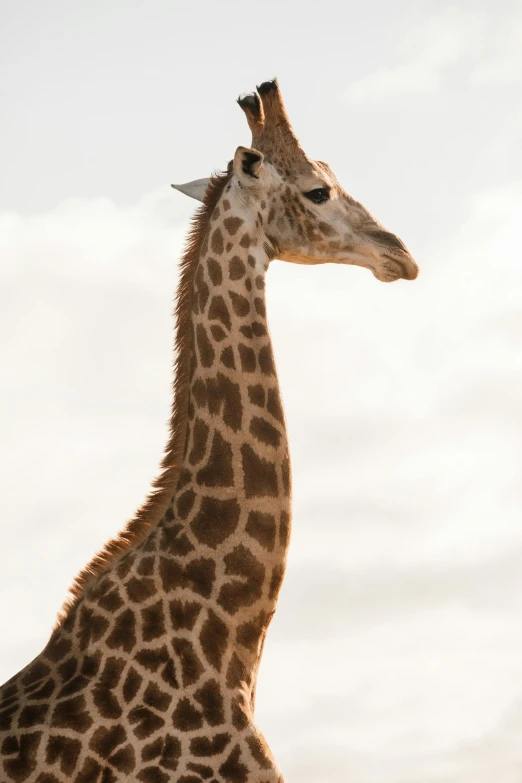 a giraffe standing on top of a grass covered field, looking at the sky, unmistakably kenyan, neck up, taken in the early 2020s