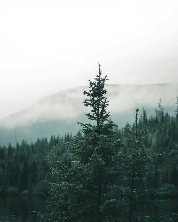 a lone tree in the middle of a forest, inspired by Elsa Bleda, trending on unsplash, overcast gray skies, two mountains in background, evergreen, instagram photo