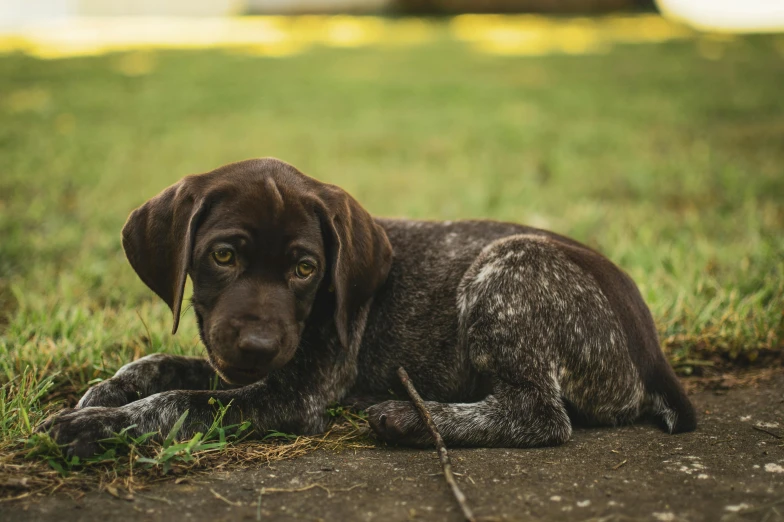 a dog that is laying down in the grass, by Jan Tengnagel, pexels contest winner, photorealism, chocolate, grey, hunting, small freckles