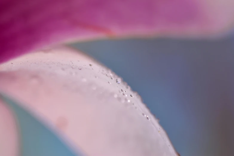 a close up of a flower with water droplets on it, unsplash, lyrical abstraction, pastel blues and pinks, pink arches, lily petals, abstract edges