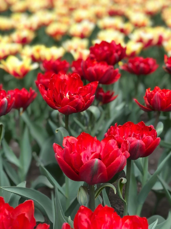 a field full of red and yellow tulips, pexels, dynamic closeup, low quality photo, shot with sony alpha, twice