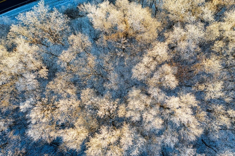 an aerial view of a tree covered in snow, by Jaakko Mattila, golden glow, high detail photo, drone photograpghy, thumbnail