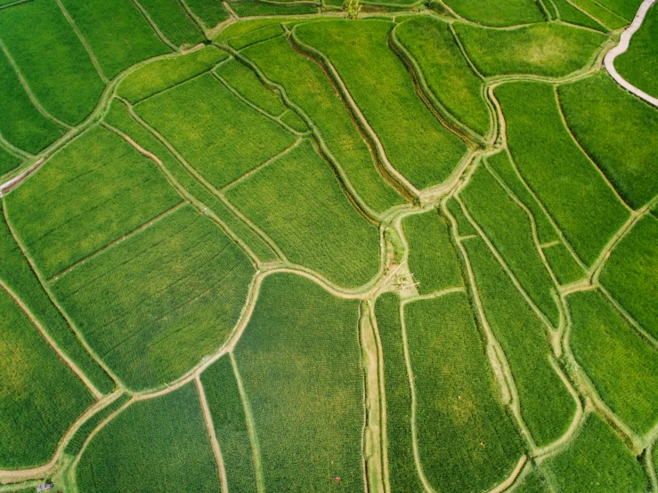 an aerial view of a rice field, pexels contest winner, land art, square lines, green, a green