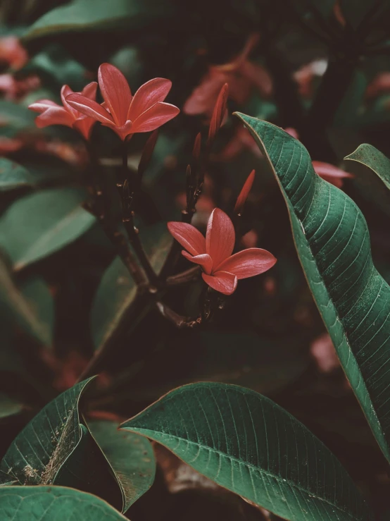 a bunch of red flowers with green leaves, inspired by Elsa Bleda, trending on unsplash, plumeria, alessio albi, low quality photo, multiple stories