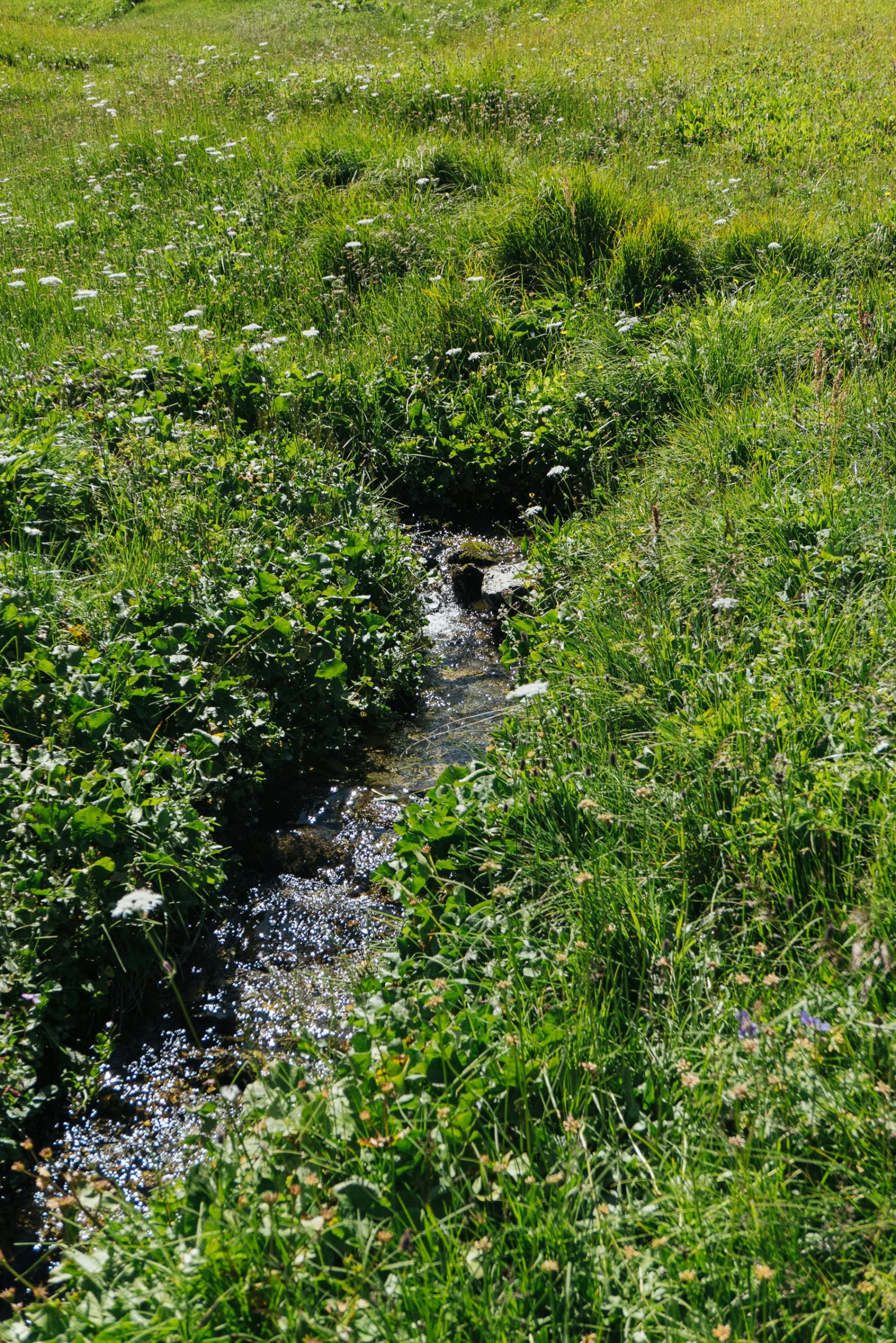 a stream running through a lush green field, hurufiyya, few overgrown plants, water to waist, zoomed in, slide show