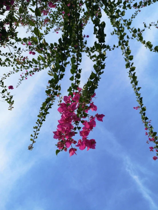 a bunch of pink flowers hanging from a tree, skies behind, conde nast traveler photo, photo on iphone, high quality image