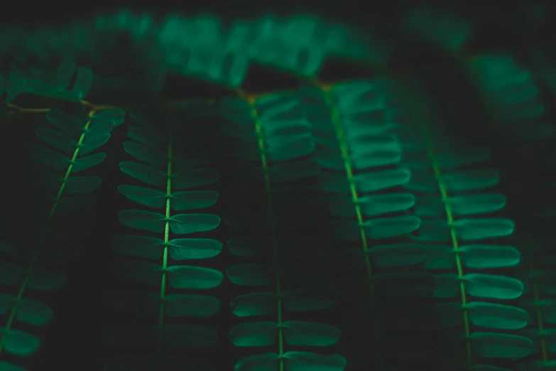 a close up of a plant with green leaves, a macro photograph, inspired by Elsa Bleda, trending on unsplash, green matrix code, smooth bioluminescent skin, dark photo, sustainable materials