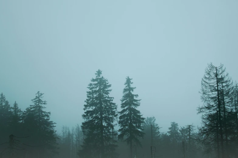 a group of people riding skis down a snow covered slope, an album cover, unsplash contest winner, tonalism, foggy forest, ((trees)), cyan fog, grey