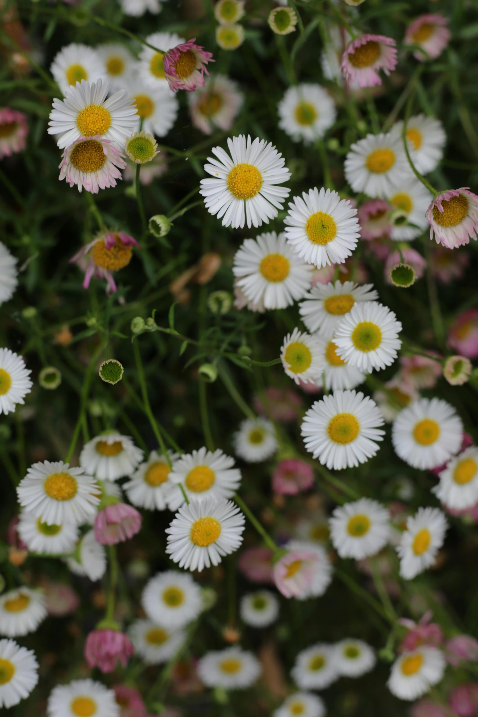 a bunch of white and pink flowers, lots of little daisies, taken in the late 2010s, 'groovy', white eyes
